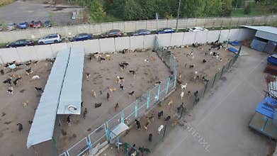 Dog shelter near road with cars at autumn day.