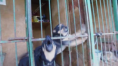 Two stray dogs bark in ward with lattice at