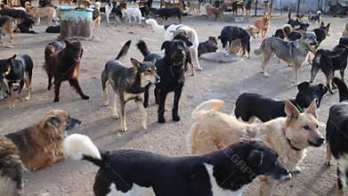 Many different big dogs are walking in a kennel