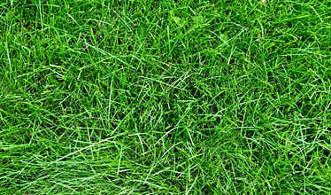 Grass texture