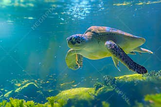 photo of Sea turtle in the Galapagos island. Green sea turtle swimming peacefully along the seafloor in the shallow