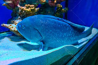 Atlantic goliath grouper, jewfish or itajara Epinephelus itajara
