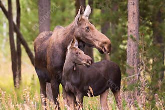 Moose 3