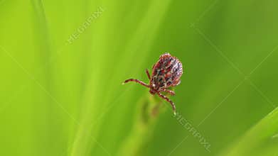Ixodid Tick Crawls On A Green Leaf Or Blade Of Grass. Infectious Disease Carrier. Terrible Blood Sucking Crawling Bug.