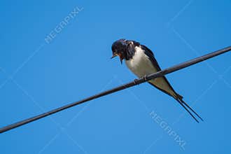 Swallow Resting an a Cable and Calling Its Mate