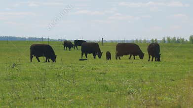 Black Angus Cow Farm Panorama. Cows Grazing On Grass In A Field. Herd Of Angus In A Green Pasture In Late Spring.