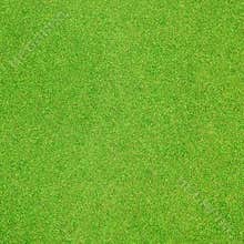 Grass