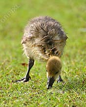 Little greylag goose Anser anser