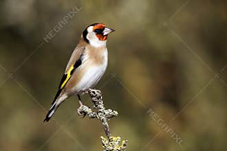 Goldfinch, Carduelis carduelis