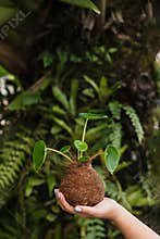 Protecting Nature: Symbolic Image of Hand and Plant