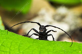 Exploring Nature's Agile Jumpers