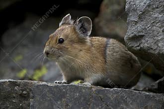 Pika in the rocks