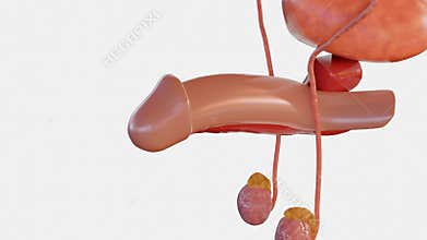 3d animation of penile erection isolated in the white background