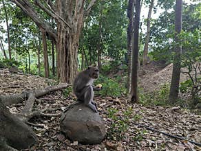 Little monkey eating on a rock