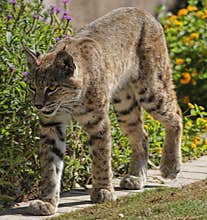 Bobcat