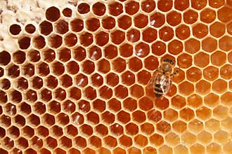 Bee