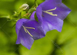 Shot of the bells flowers in forest. Nature