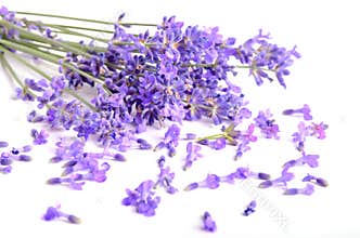 Bunch of lavender