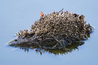 Dead Hedgehog Floating on the Silent Lake in the Morning