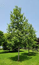 A young tree of the American sweetgum or American storax in a city park in May