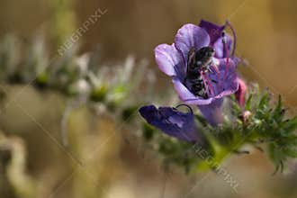 insect, animal, nature, closeup, fauna, spring, light, plant, st