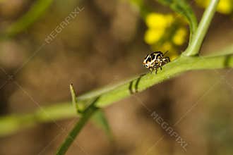insect, animal, nature, closeup, fauna, spring, light, plant, st