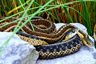 Garter Snakes