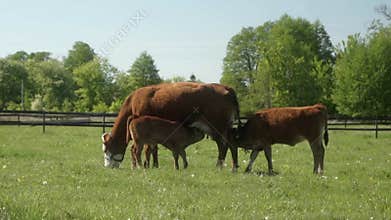 A mother cow stands in a pasture while her calf and his sister nurse from her.