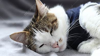 Cat in a postoperative bandage. Cat after anesthesia