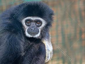 Portrait of a female White-handed gibbon, Hylobates lar