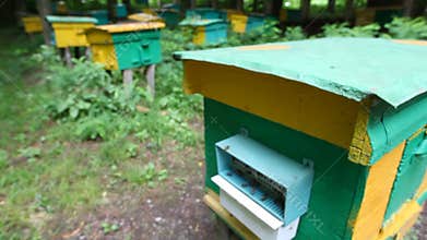bees with honey coming to beehive on apiary,