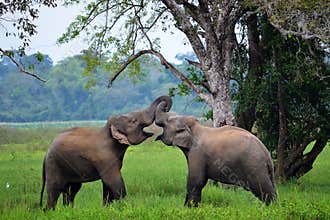 Elephants in love, Sri Lanka