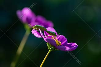 Insects mating on the flower
