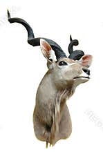 Kudu mount