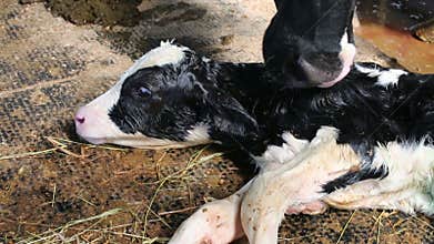 The cow with a spotted newborn calf in dairy