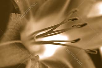 Duotone Divinity