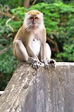 Monkey