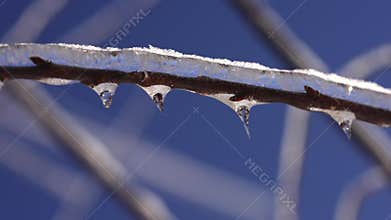 Close-up of a branch with icicles.