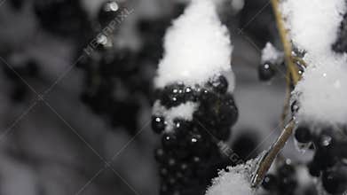 Close-up of ice-covered dark berries.