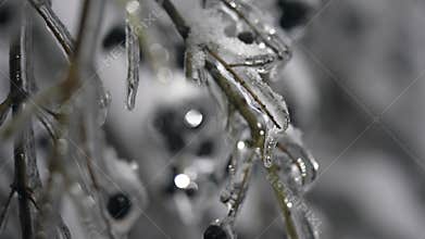 Black berries on a bush covered with ice and snow.