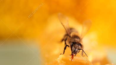 Bee gathering honey and nectar