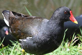 Wild moorhen by a pond in a natural environment