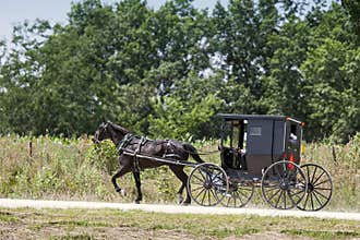 Amish horse and black buggy