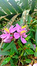 Beautiful purple senggani flower or Melastoma affine blooms in summer