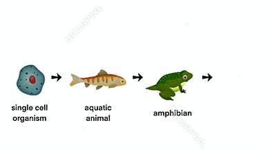 life progression from single cell organism to aquatic animal, amphibian, primate, and modern human