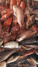 Fish caught from Aegean sea
