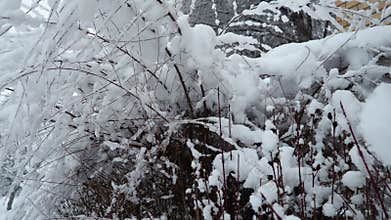 Syrian Hibiscus Bush with dark branches heavily covered in thick layer of white, fluffy snow. Serene, frosty winter day. Snow has