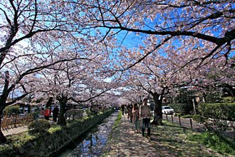 Philosopher's Walk,Kyoto