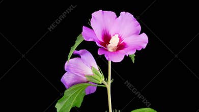 Opening Beautiful Pink Hibiscus Flower