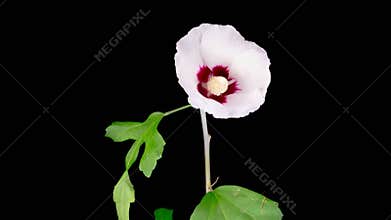 Opening Beautiful White Hibiscus Flower